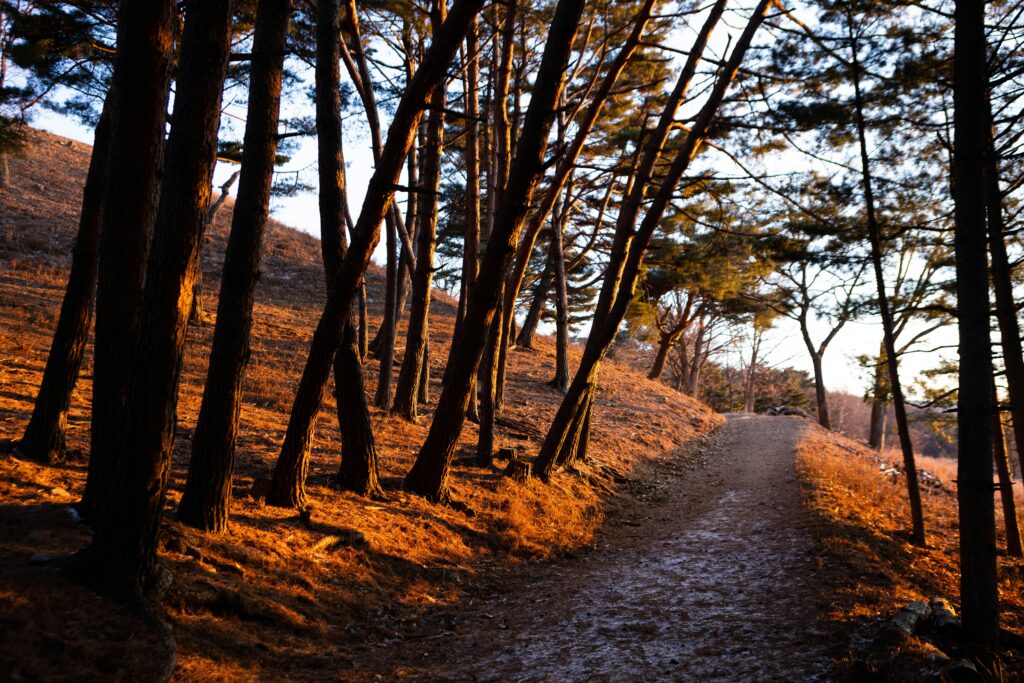 Serene woodland path with golden sunlight filtering through autumn trees, creating a warm, inviting atmosphere.